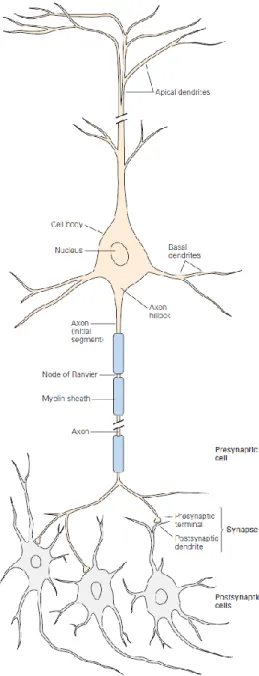 Figure 2.4: Schematics of a neuron. Adapted from [5]. 