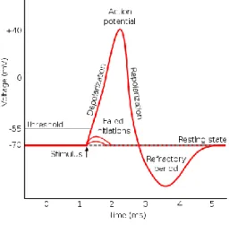 Figure 2.6: Action potential and its correspondent before and after phases. Adapted from [12]