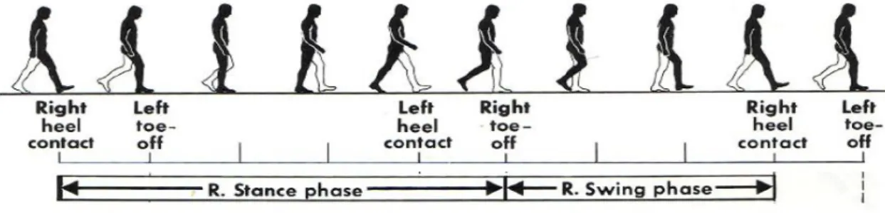 Figure 2.9: Human gait phases from the right leg. Adapted from [14]. 
