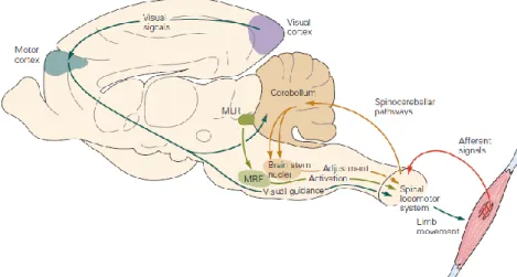 Figure 2.10: Functional organization of supraspinal structures in locomotion. Adapted from [5]
