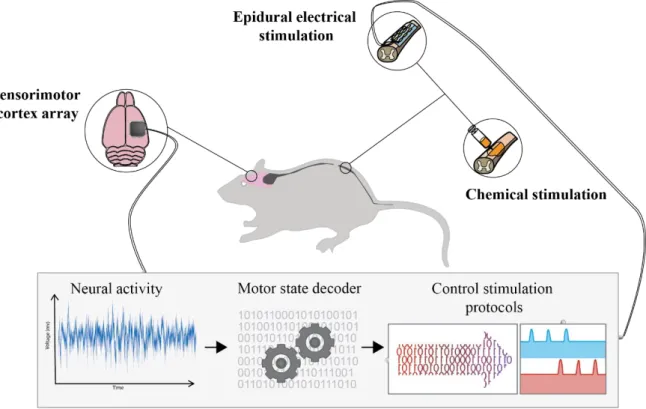 Figure 2.13: Brain spinal interface concept using the rodent model
