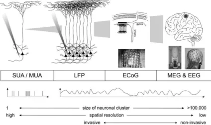 Figure 2.14:  Schematics of different neural activity recording techniques. The scale of the recorded neurons increase from  left to right