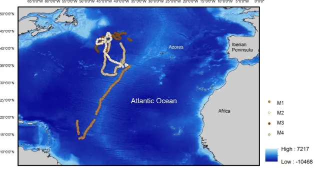 Fig. 2 - Spatial distributions of satellite-tracked mako sharks Isurus oxyrinchus (M1 to M4) between 2011 and 2014 in the  north Atlantic Ocean