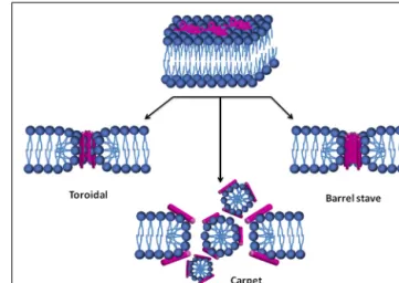 FIGURE 2 | Models of lipid membrane permeabilization by AMPs.