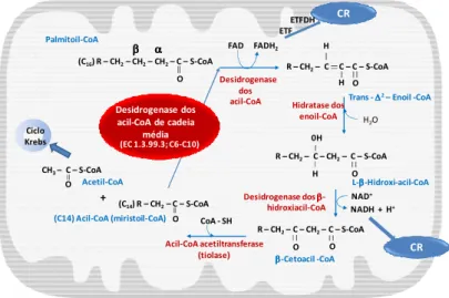 Figura  1.  Representação  esquemática  do  ciclo  da  ß-oxidação  mitocondrial  dos  ácidos  gordos