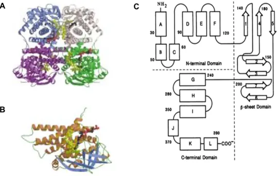 Figura  2.  Representação  da  estrutura  geral  do  enzima  MCAD.  A.  Tetrâmero:  representação  do  enzima  complexado  com  um  dos  seus  substratos  (octanoil-CoA)  (PDB  3MDE)  e  com  o  cofactor  FAD