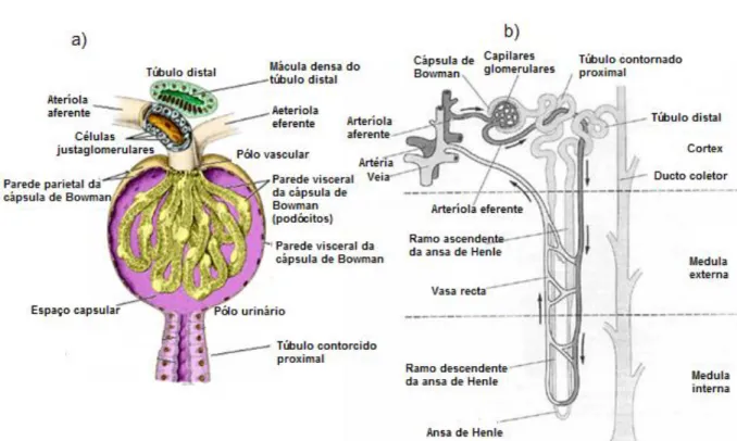 Figura 2: a) Diagrama de um corpúsculo renal (Adaptado de Carneiro &amp; Junqueira, 2008); 
