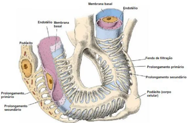 Figura 3: Diagrama da barreira de filtração (Adaptado de Carneiro &amp; Junqueira, 2008) 