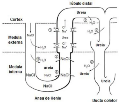 Figura 5: Permeabilidades diferenciais do sistema tubular e mecanismo de concentração de  urina (Adaptado de Jamison &amp; Maffly,1979) 