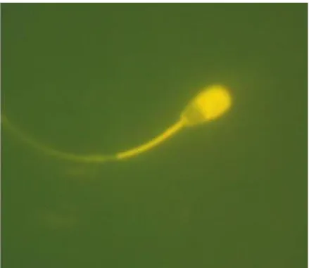 Figura  2-  Espermatozoide  corado  com  hidroclorido  de  clotertraciclina  (CTC)  apresentando  ausência ou baixa fluorescência na região pós acrossomal e fluorescência brilhante na região  acrossomal (padrão de célula capacitada), observado em microscóp