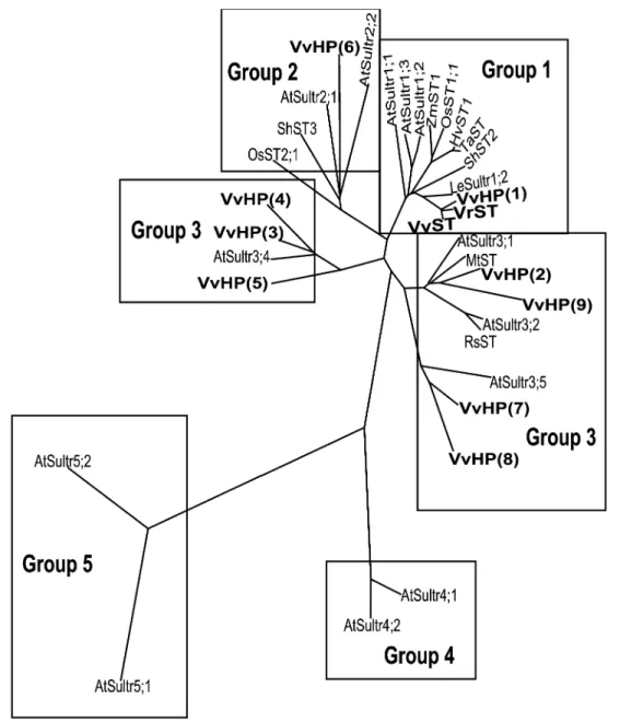 Fig. 1 Phylogenetic analysis of selected plant-sulfate-transporter amino acid sequences