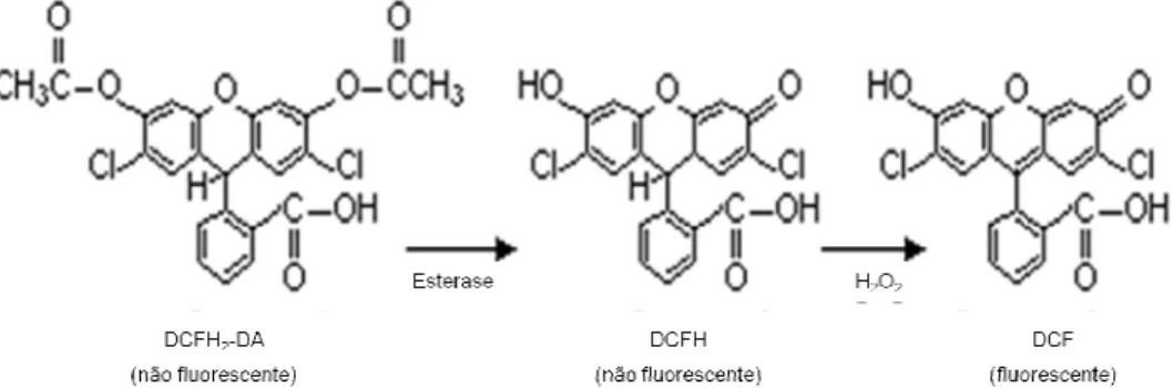 Figura 2.2. – Detecção de peróxidos intracelulares. O 2’,7’-diclorodihidrofluoresceina diacetato (DCFH-DA) entra nas células  e acumula-se principalmente no citosol, onde é desacetilado por esterases intracelulares a 2’-7’-diclorodihidrofluoresceina (DCFH)