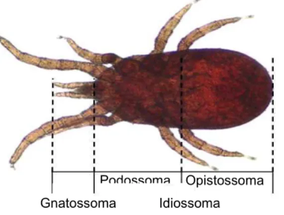 Figura 4 - Quelícera de  Dermanyssus gallinae: a. Larva; b. Protoninfa,  Deutoninfa e Fêmea Adulta; c
