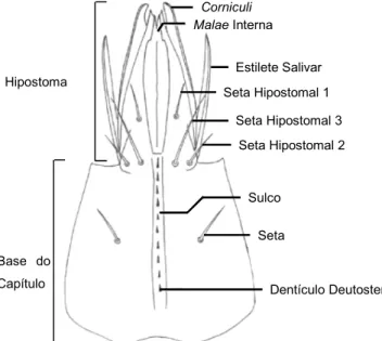 Figura 6 - Parte do gnatossoma de  Ornithonyssus bacoti (Hirst) - vista ventral da fêmea adulta (Este ácaro possui  um gnatossoma semelhante ao de Dermanyssus gallinae pois  para  além  de  pertencer  à mesma família  é  também  um ácaro hematófago) (Evans