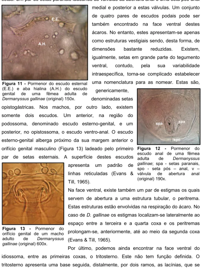 Figura  11  -  Pormenor  do  escudo  esternal (E.E.)  e  aba  hialina  (A.H.)  do  escudo  genital  de  uma  fêmea  adulta  de  Dermanyssus gallinae (original) 150x