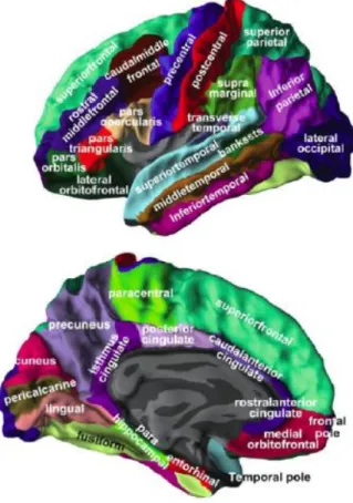 Figura 5 Mapa cerebral que contém regiões que podem ser afectadas na Doença de Alzheimer