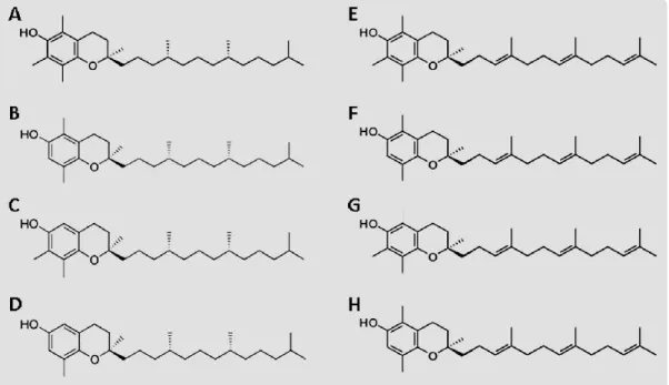 Figura 8 Estrutura molecular dos congéneres de vitamina E. α-tocoferol (A), β-tocoferol (B), γ-tocoferol  (C), δ-tocoferol (D), α-tocotrienol (E), β-tocotrienol (F), γ-tocotrienol (G) e δ-tocoferol (H)