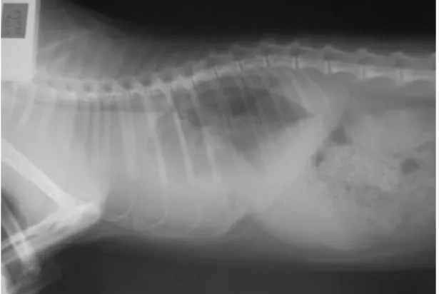 Figura  1-  Imagem  radiográfica  em  plano  LL  de  um  gato  com  derrame  pleural  por  linfoma  mediastínico