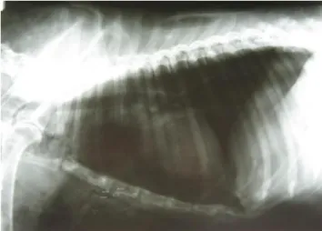 Figura 3- Imagem radiográfica no plano LL de cadela com pneumotórax traumático aberto