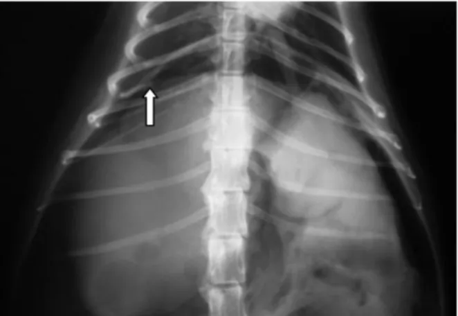 Figura 5 - Radiografia abdominal LL de um gato com peritonite biliar séptica por ruptura do  ducto colédoco e intestino delgado