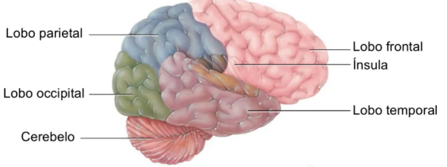 Figura 2.1 – Imagem do cérebro tendo em conta os lobos principais. Adaptado de [13]. 