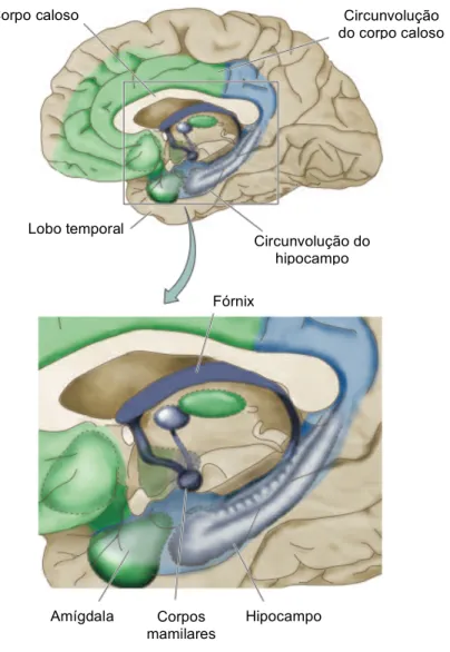 Figura 2.2 – Na imagem superior, o sistema límbico representado a verde e a azul. Na imagem inferior, o  hipocampo