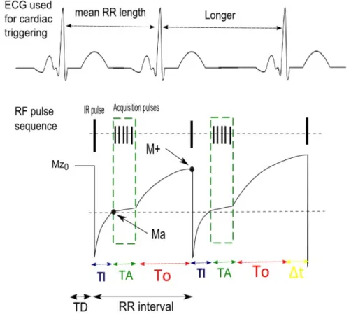 Figure 2.7: Schematic representation of longitudinal magnetization from the healthy my- my-ocardium along a repeated IR sequence