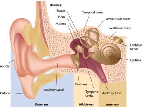 Figure 2.1: Representation of the human ear [5].