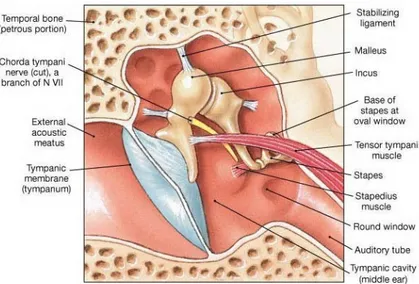 Figure 2.3: Middle ear muscles and CTN localization.