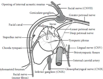 Figure 2.4: CTN portions between the facial nerve and the lingual nerve. Portion 1: mastoid process, portion 2: tympanic cavity, portion 3: submandibular fossa [14].
