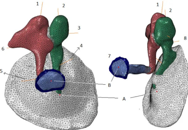 Figure 3.6: Finite element mesh of the middle ear structures. 1 - Superior malleal ligament, 2 - Superior incudal ligament, 3  Anterior malleal ligament, 4  Tensor tympani muscle, 5  Stapedial muscle, 6  -Posterior incudal ligament, 7 - Annular ligament, 8
