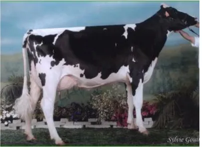 Figura 3: Fêmea bovina Holstein-Frísia   
