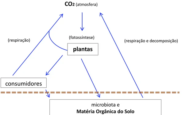 Figura 1 – Esquema do ciclo biogeoquímico do carbono em ecossistemas terrestres 