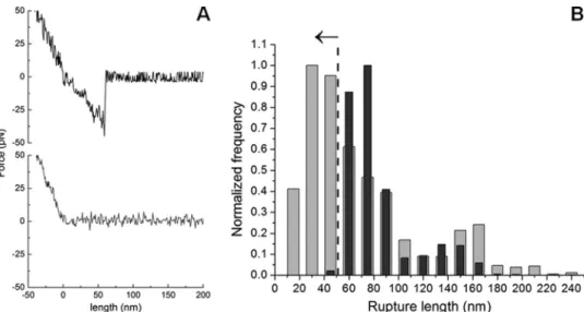 FIG 2 Force spectroscopy results for the DENV C protein interaction with LDs. (A) Typical force-extension curves of a control experiment with an unmodified silicon nitride tip interacting with the mica surface (gray line), where adhesion forces were undete