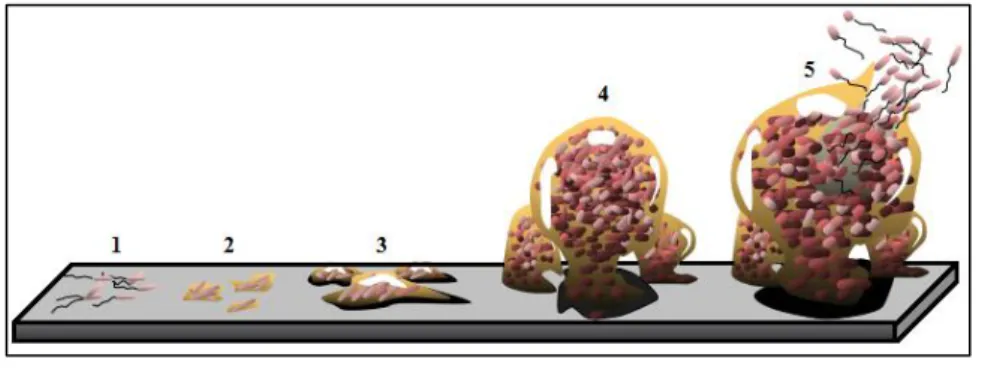 Figura 1.1. Representação esquemática dos passos envolvidos na formação de biofilmes. Este fenómeno inicia- inicia-se  com  a  ligação  de  células  bacterianas  a  uma  superfície  submersa  em  meio  líquido  (1)  inicia-seguindo-inicia-se  a  ligação  i