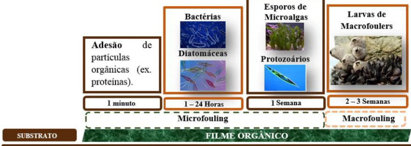 Figura 1.2. Etapas envolvidas na formação da incrustação biológica num substrato submerso