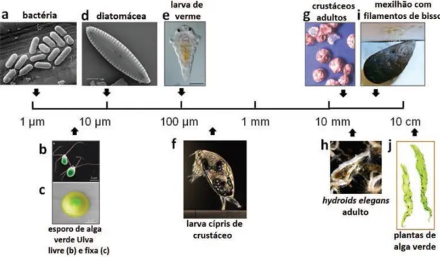 Figura  1.3 .  Organismos  marinhos  representativos  da  biodiversidade  incrustante