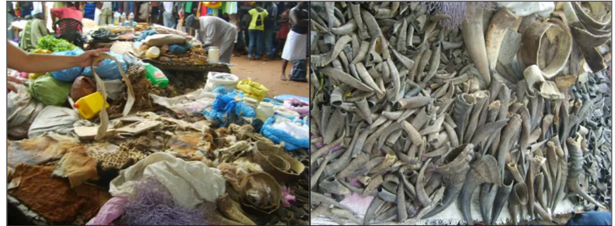 Figura  3.  –  Banca  de  venda  de  peles  e  outras  partes  de  animais  selvagens  num  mercado  em  Bissau  (fotografias registadas durante o presente trabalho) 