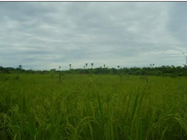 Figura 7. Cultura de arroz de sequeiro (lugar em crioulo) na zona sul da área de estudo 