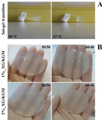 Figure 1. The solid and the gel states of hydrogels observed at different temperatures (A) and the macroscopic images of the hydrogels produced in this study (B) XG/KGM: xanthan gum–konjac glucomannan.
