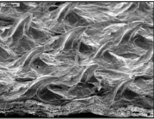 Figura  19. Imagem em SEM (vista lateral) de dentículos dérmicos de um exemplar de  Mitsukurina owstoni amostrado e identificado pela Dra