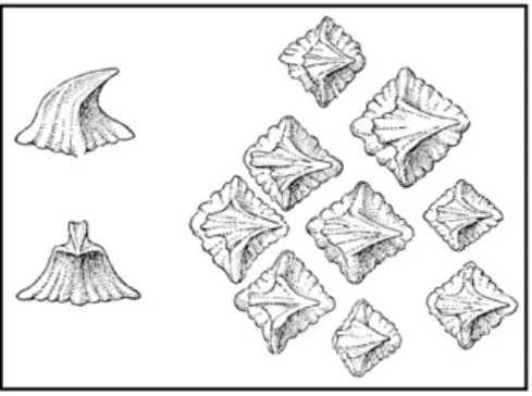 Figura 24. Ilustração de dentículos dérmicos de  Somniosus microcephalus  (vistas lateral e frontal do lado esquerdo  e vista superior do lado direito), Bigelow &amp; Schroeder (1948)   in 