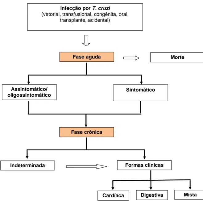 Figura  2:  Diagrama  da  história  natural  da  doença  de  Chagas,  adaptado  (Rassi Jr A, 2007)  