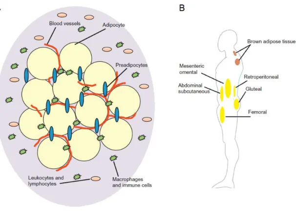 Figure 1 – Anatomy of the adipose tissue and its composition in humans. (A) The adipose tissue is highly  vascularized and composed by different cell types, such as adipocytes, preadipocytes and immune cells