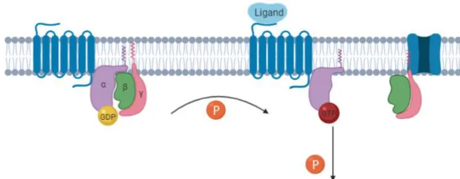 Figure  1.  G-Protein  Coupled  Receptors.  Generalized  schematic  for  GPCR  activation