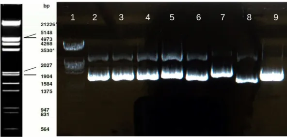 Figure  8.  Minipreparations of  the  ligated  plasmids.  Lane  1  is  the  Phage  Lambda  DNA  EcoRI  /  Hind  III