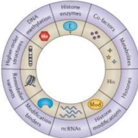 Figure  1.1  –  Examples  of  different  molecular  mechanisms  of  epigenetic  control  (adapted  from  Allis  and  Jenuwein  2016)