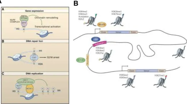Figure  1.2  -  Effects  of  different  histone  modifications  on  the  determination  of  functional  activity  in  the  genome