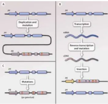 Figure  1.3  – Pseudogene  formation.  (A)  Duplicated  pseudogenes  are  copies  of  their  parental  protein-coding  genes  that  through time acquired mutations that conditioned their function