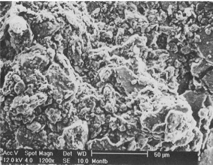 Figura 5 - Micrografia em elétrons secundários de uma amostra da fração argila concentrada do solo